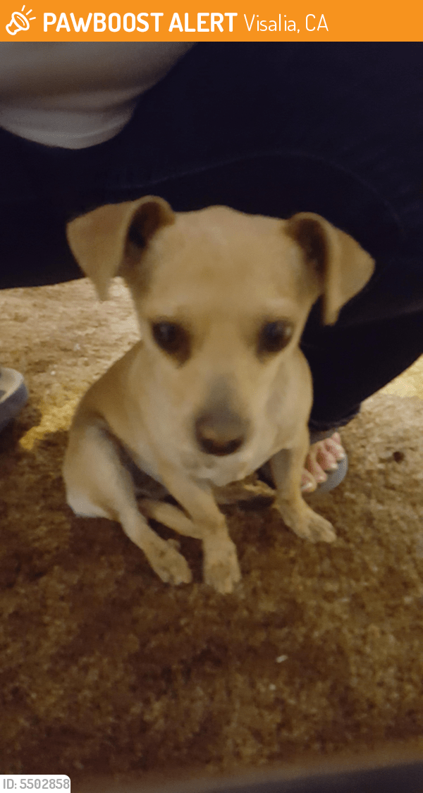 Rehomed Female Dog in Visalia, CA 93292 (ID 5502858) PawBoost