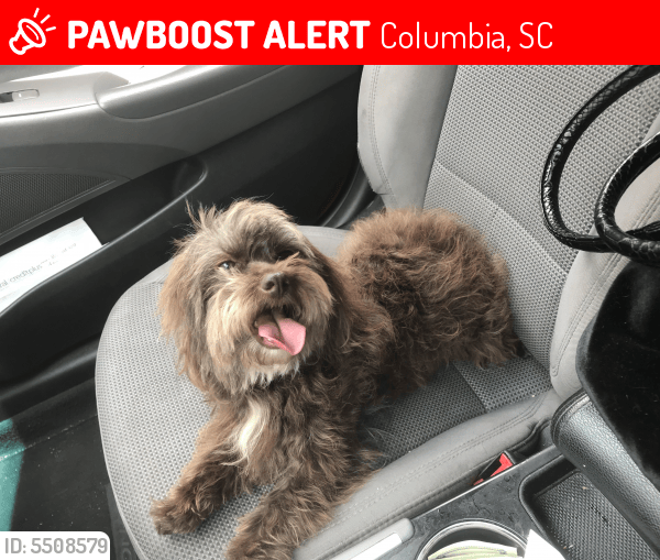 Lost Female Dog in Columbia, SC 29212 Named Coco (ID 5508579) PawBoost