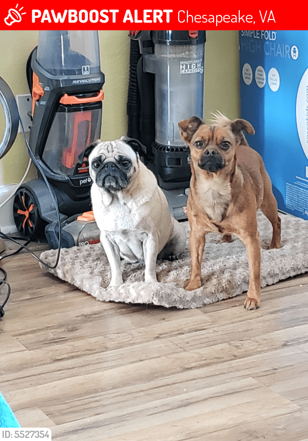 Lost Female Dog in Chesapeake, VA 23324 Named Millie & Chewy (ID 5527354) PawBoost