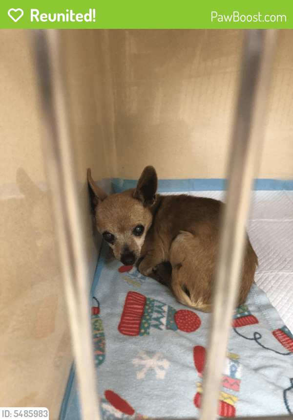Reunited Male Dog in Visalia, CA 93277 (ID 5485983) PawBoost