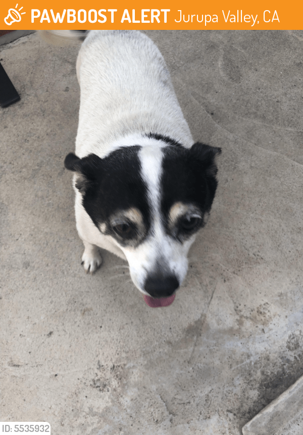 Found/Stray Male Dog in Jurupa Valley, CA 92509 (ID 5535932) PawBoost
