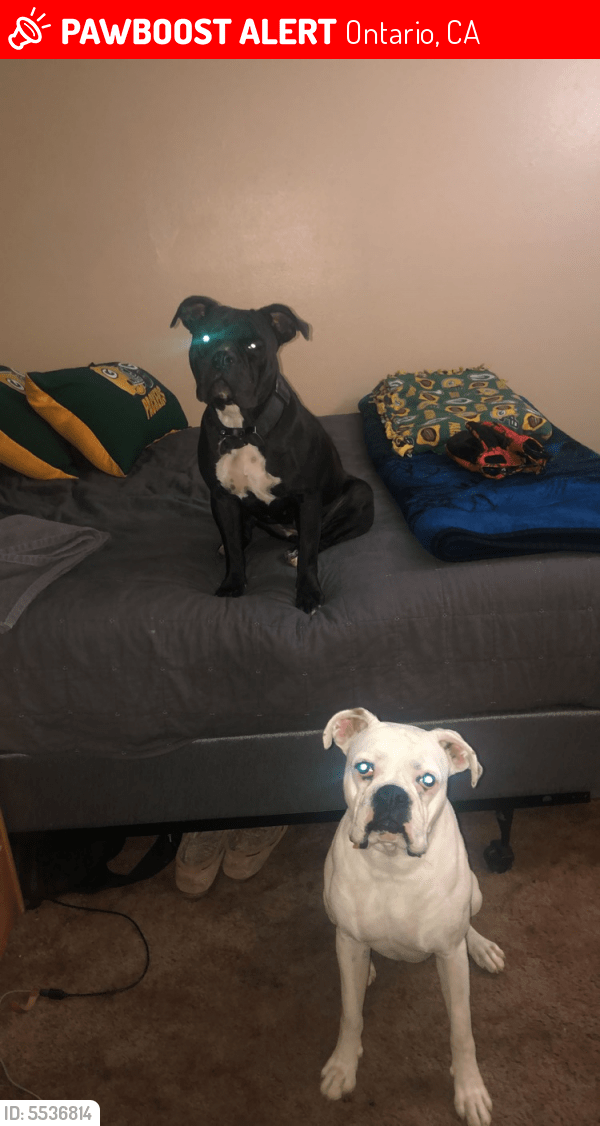 Lost Female Dog in Ontario, CA 91761 Named Obie And Arai (ID 5536814) PawBoost