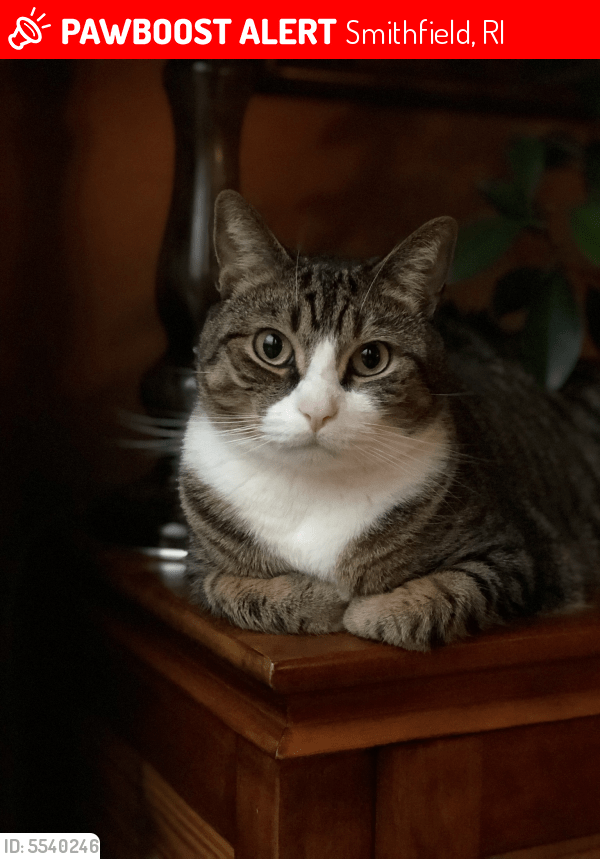 Lost Male Cat in Smithfield, RI 02917 Named Micah (ID 5540246) PawBoost