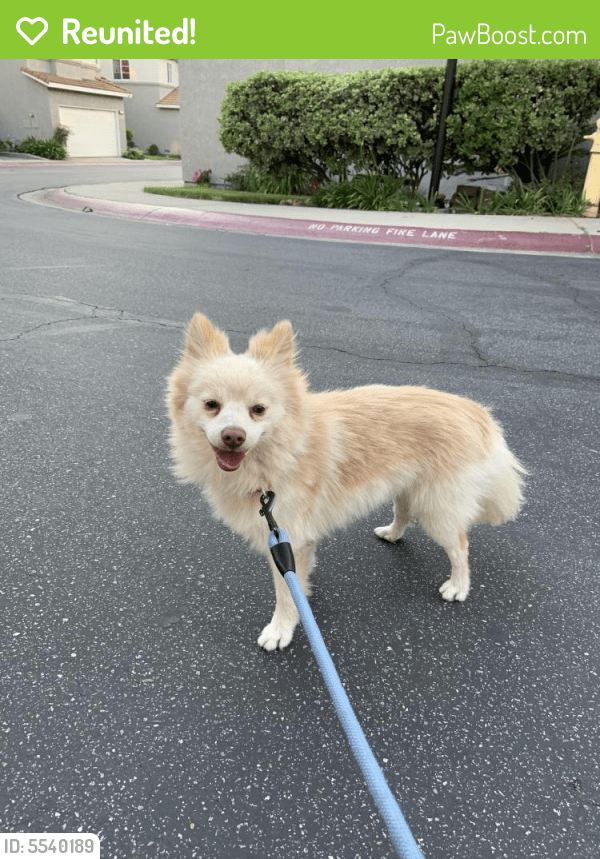 Reunited Male Dog in Rancho Cucamonga, CA 91701 (ID 5540189) PawBoost