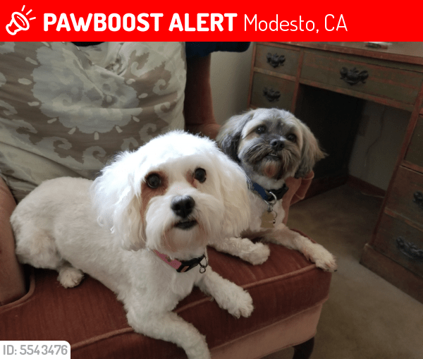 Lost Female Dog in Modesto, CA 95350 Named Maxie (ID 5543476) PawBoost