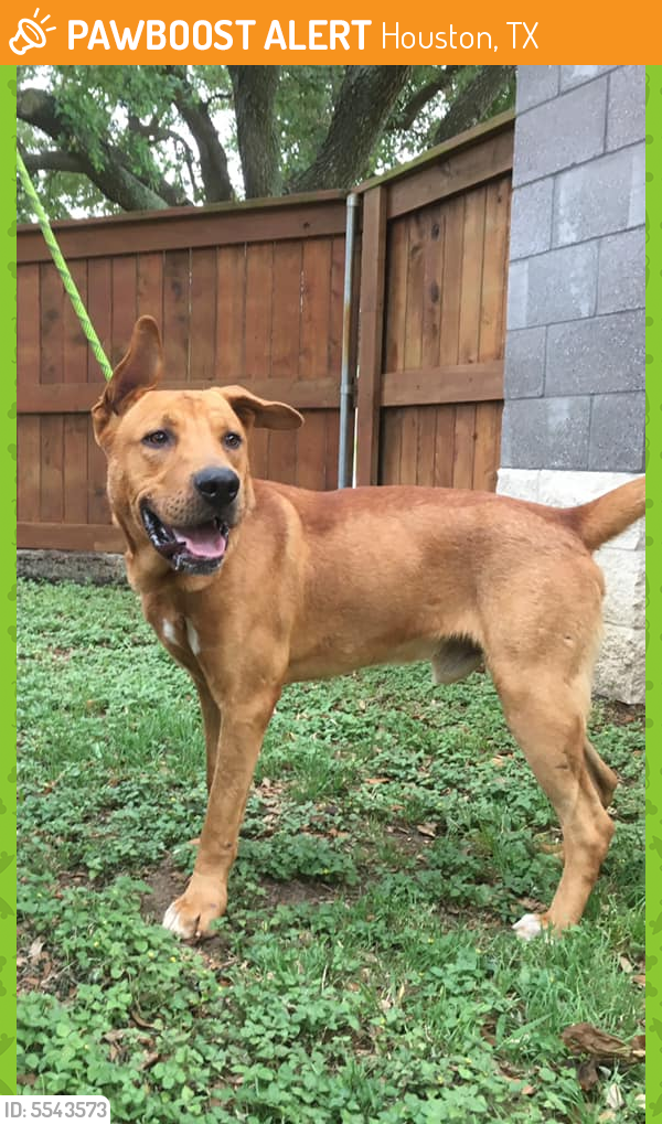 Found/Stray Male Dog in Houston, TX 77045 (ID 5543573) PawBoost