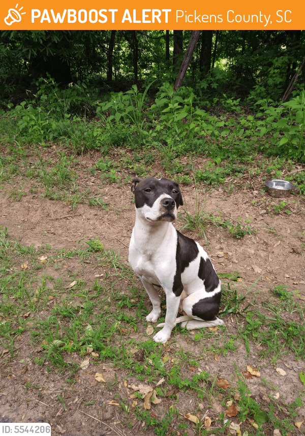Surrendered Female Dog in Pickens County, SC 29640 (ID 5544206) PawBoost