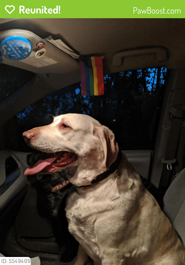 Reunited Dog in Buffalo, NY 14216 (ID 5549409) PawBoost