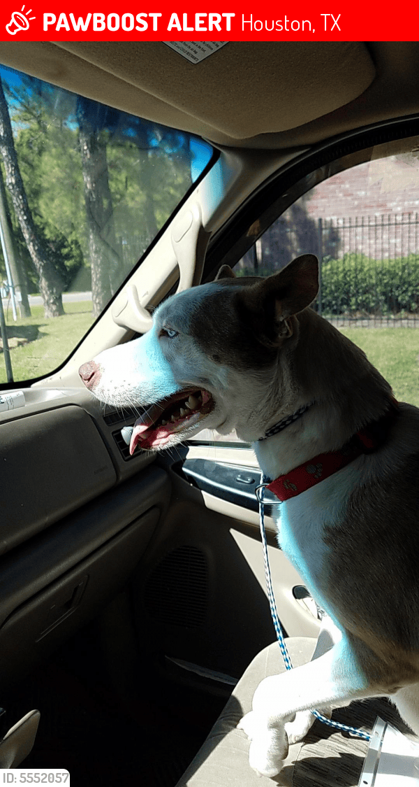 Lost Female Dog in Houston, TX 77088 Named Beauty (ID 5552057) PawBoost