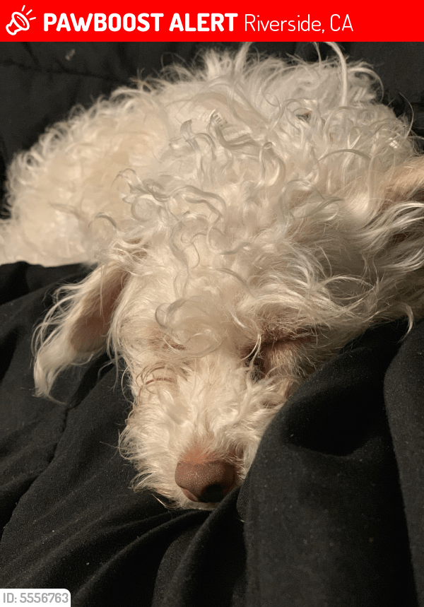 Lost Female Dog in Riverside, CA 92509 Named Tina (ID 5556763) PawBoost