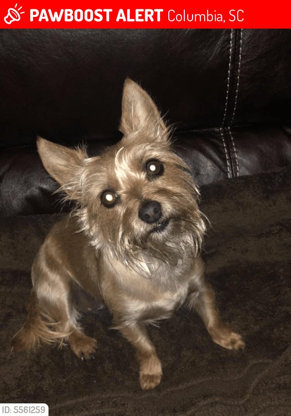 Lost Female Dog in Columbia, SC 29203 Named Coco (ID 5561259) PawBoost