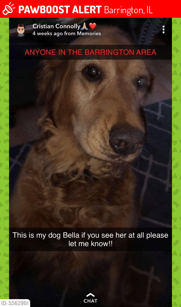 Lost Female Dog in Barrington, IL 60010 Named Bella (ID