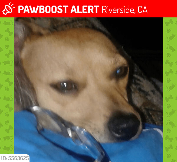 Lost Male Dog in Riverside, CA 92504 Named Jp (ID 5563625) PawBoost
