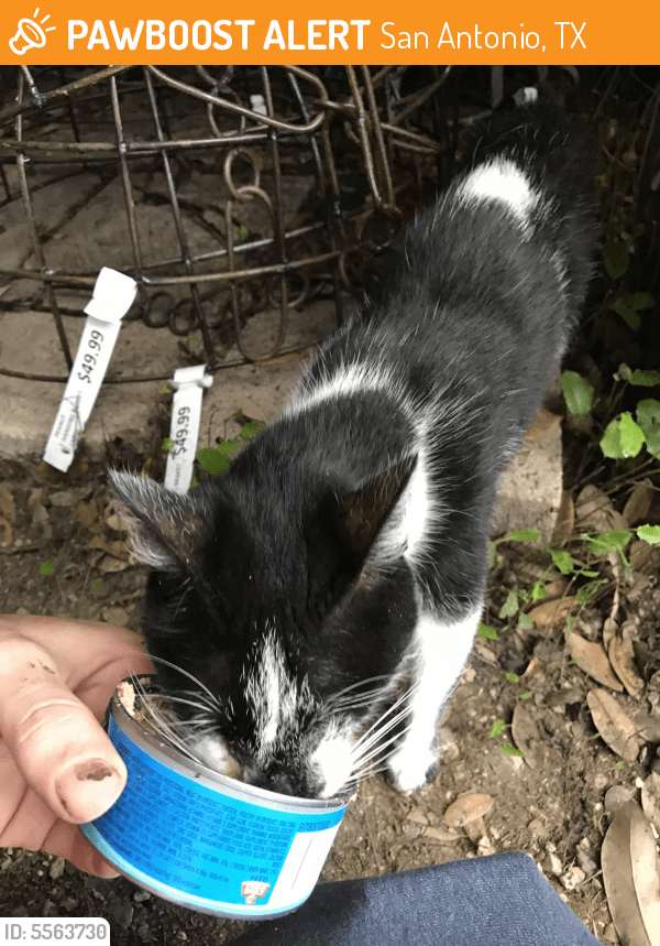Found/Stray Male Cat in San Antonio, TX 78247 (ID 5563730) PawBoost