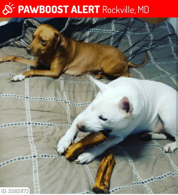 Lost Male Dog in Rockville, MD 20850 Named King (ID 5565973) PawBoost
