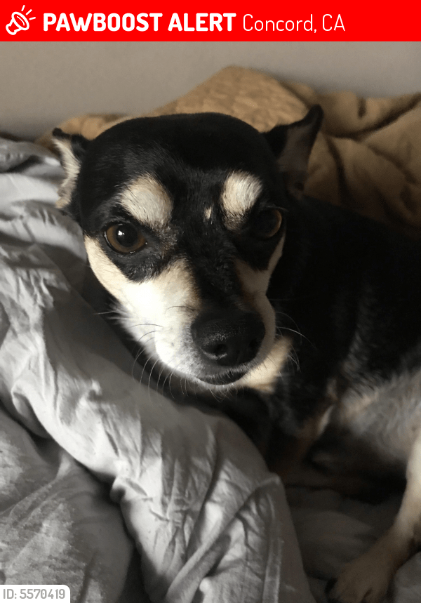 Lost Male Dog in Concord, CA 94520 Named Milo (ID 5570419) PawBoost