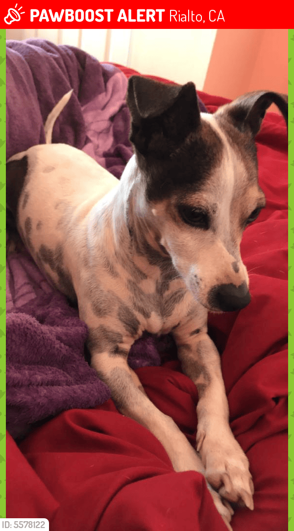 Lost Male Dog in Rialto, CA 92376 Named Bruno (ID 5578122) PawBoost