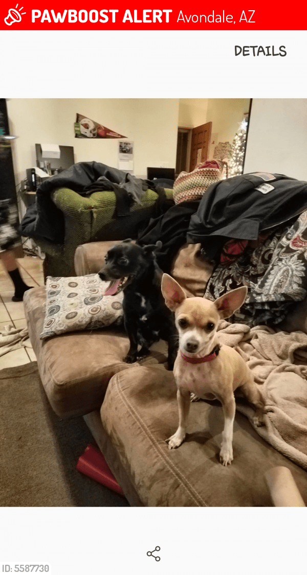 Lost Female Dog in Avondale, AZ 85323 Named Taco Bella (ID 5587730
