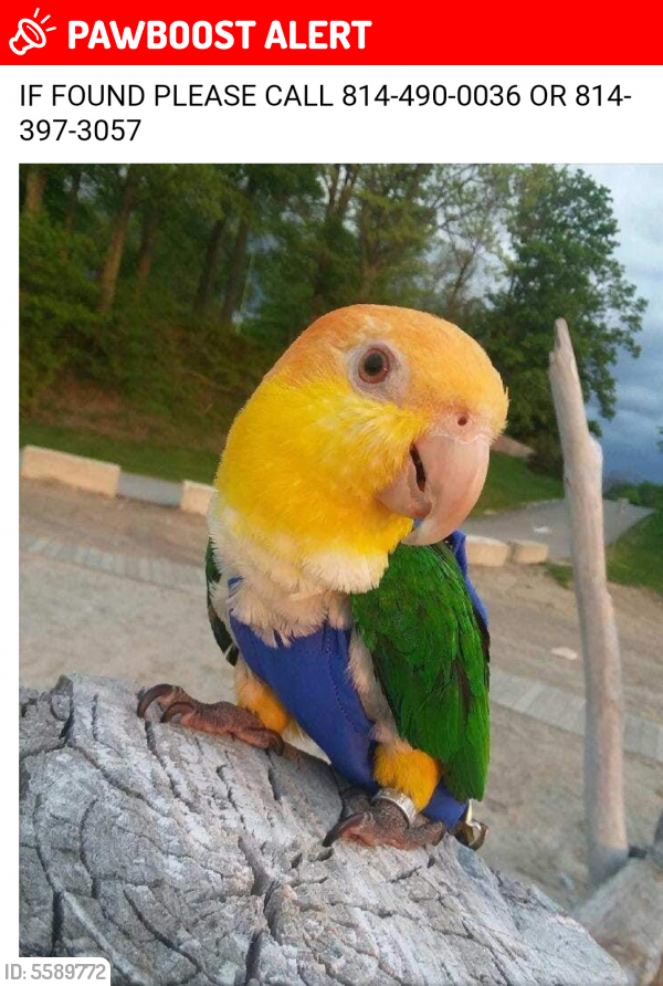 Lost Male Bird in Northwest Harborcreek, PA 16510 Named Frankie (ID