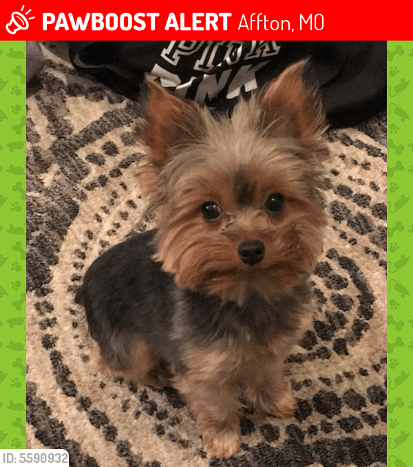 Deceased Female Dog in Affton, MO 63123 (ID 5590932) PawBoost