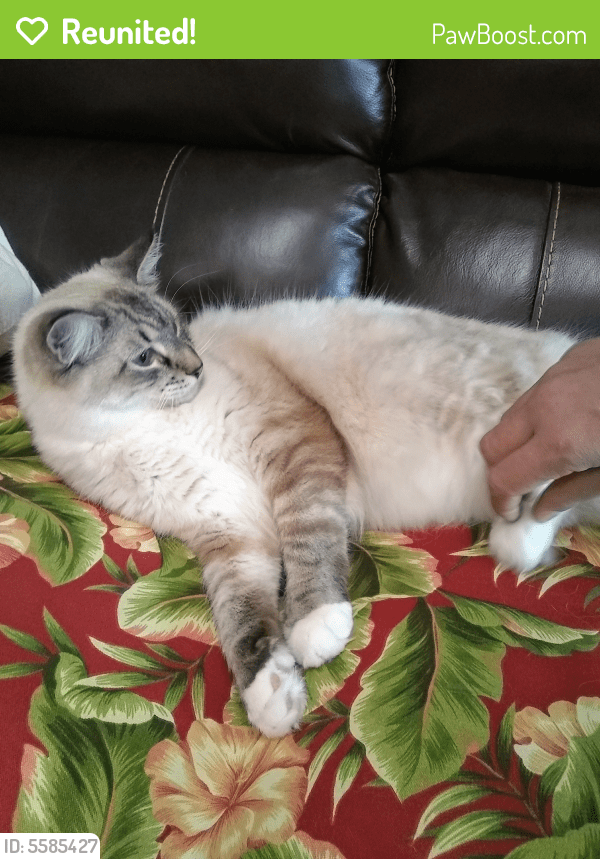 Reunited Male Cat in Baton Rouge, LA 70816 (ID 5585427) PawBoost