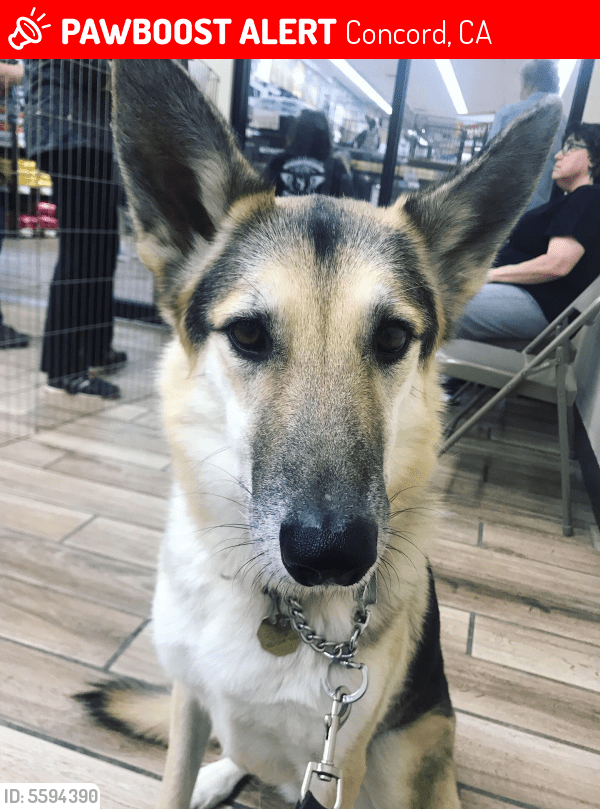 Lost Female Dog in Concord, CA 94519 Named Zoey (or Zola) (ID 5594390) PawBoost