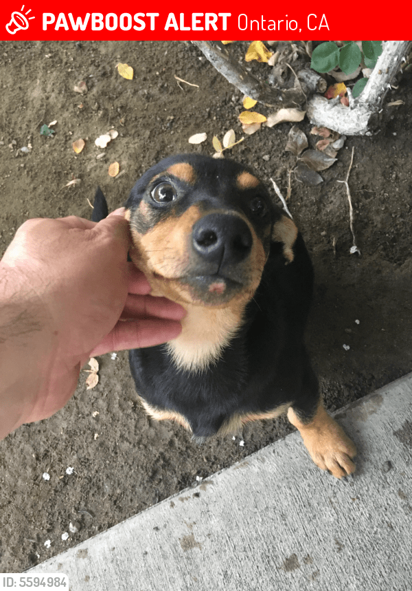 Lost Dog in Ontario, CA 91764 Named ? (ID 5594984) PawBoost