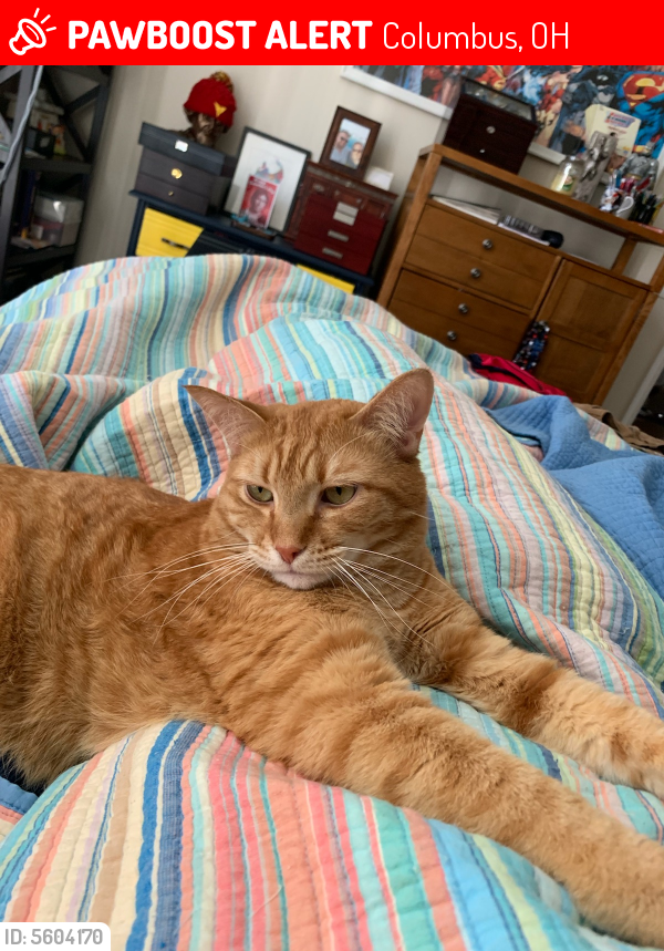 Lost Male Cat in Columbus, OH 43206 Named Otto (ID 5604170) PawBoost