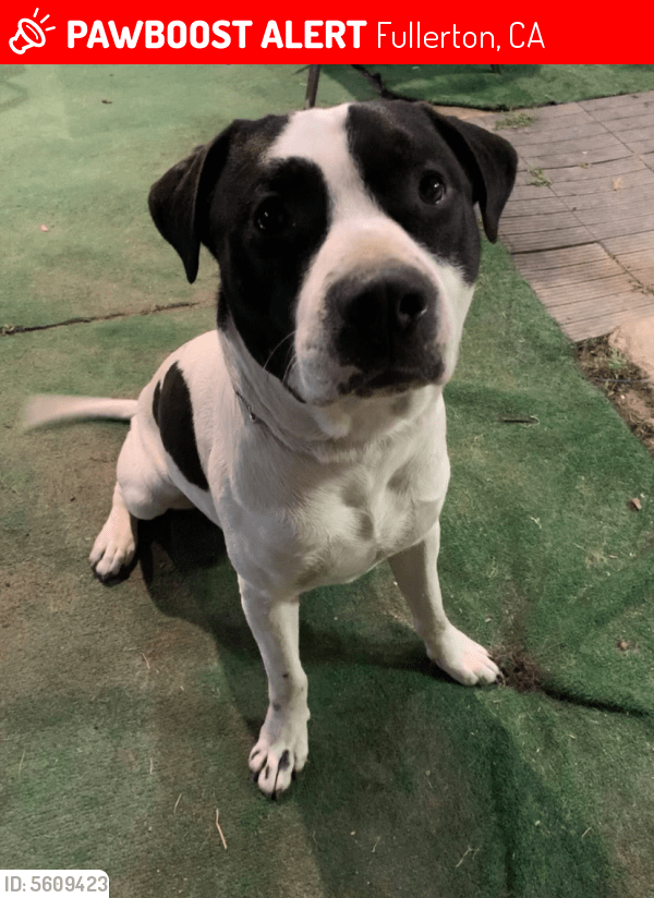 Lost Male Dog in Fullerton, CA 92833 Named Dingler (ID 5609423) PawBoost