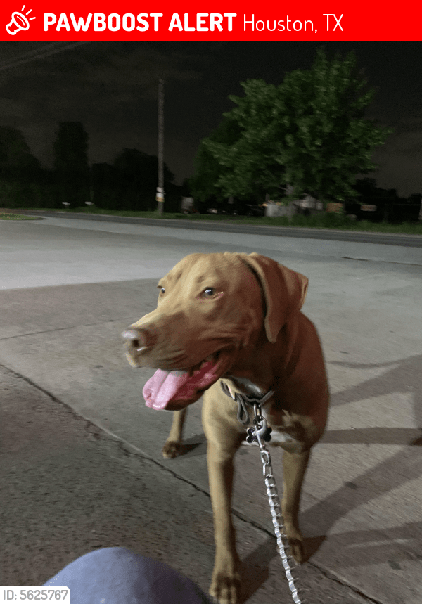 Lost Male Dog in Houston, TX 77037 Named Lance (ID 5625767) PawBoost