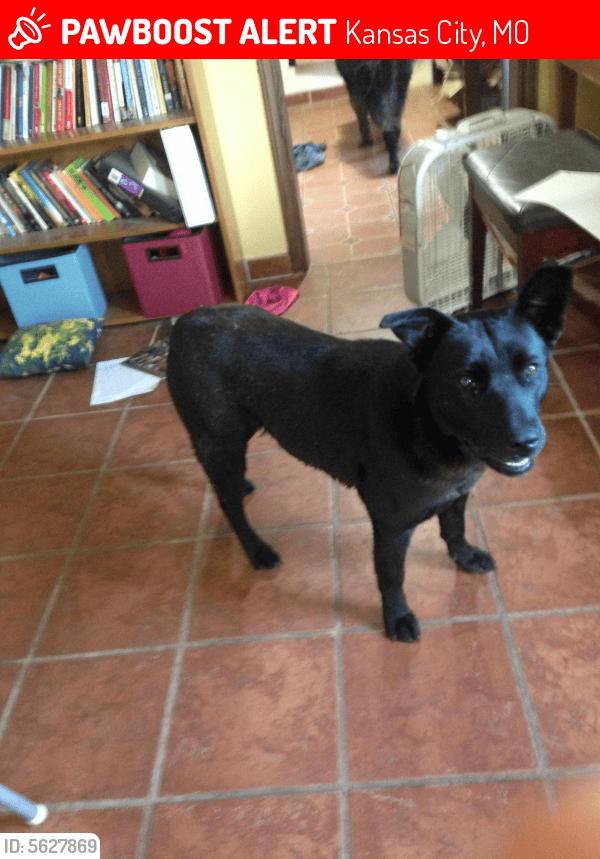 Lost Female Dog in Kansas City, MO 64134 Named Penny (ID 5627869