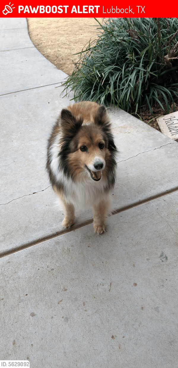 Lost Female Dog in Lubbock, TX 79423 Named Sadie (ID 5629092) PawBoost