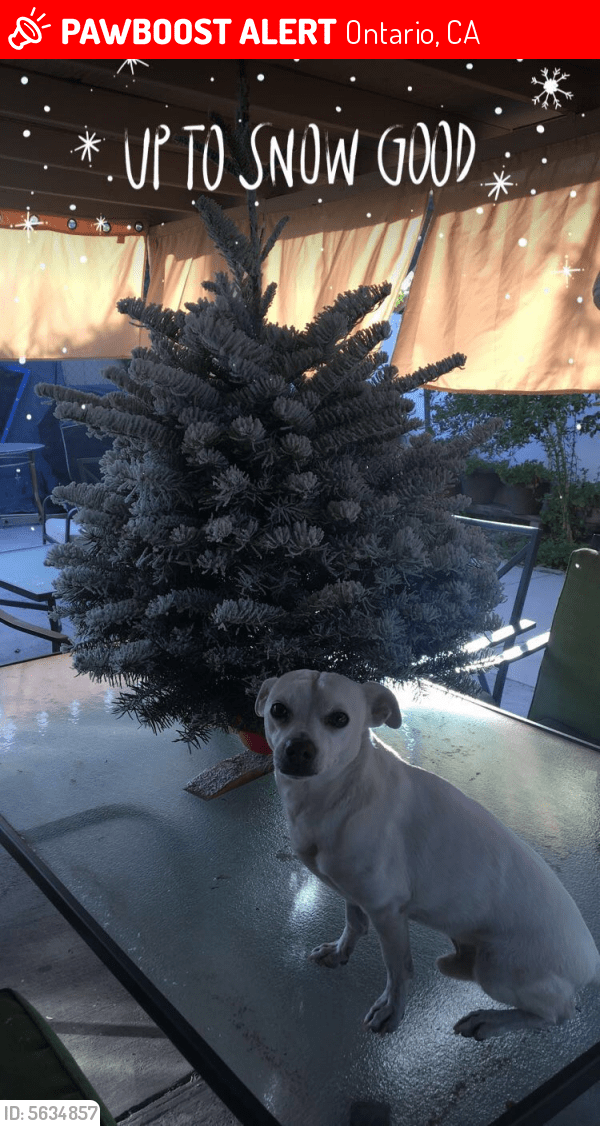 Lost Male Dog in Ontario, CA 91762 Named Clifford (ID 5634857) PawBoost