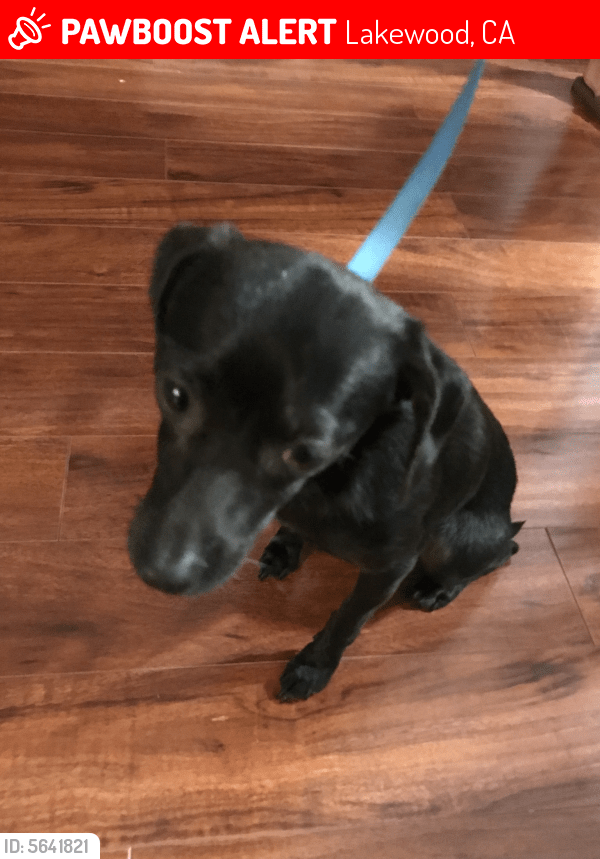 Lost Female Dog in Lakewood, CA 90713 Named Bailey (ID 5641821) PawBoost
