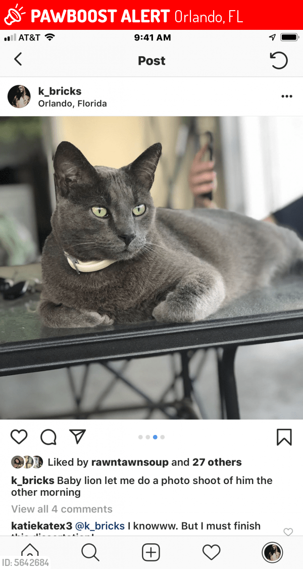Lost Male Cat in Orlando, FL 32812 Named Baby Lion (ID 5642684) PawBoost