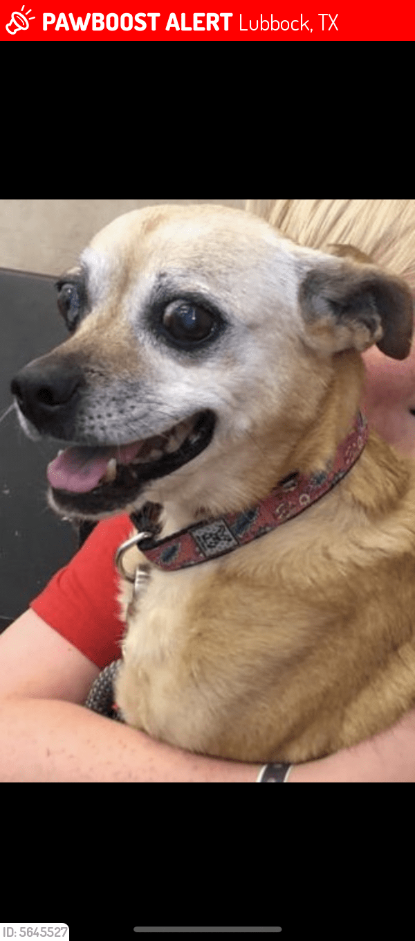 Lost Female Dog in Lubbock, TX 79424 Named Buffy (ID 5645527) PawBoost