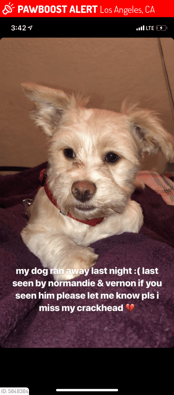 Lost Male Dog in Los Angeles, CA 90062 Named Gahra (ID 5648304) PawBoost