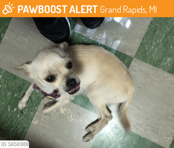 Rehomed Female Dog in Grand Rapids, MI 49503 (ID 5650986) PawBoost
