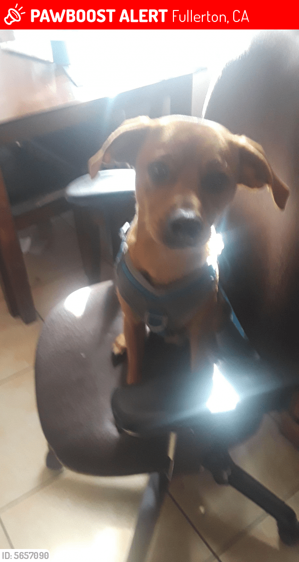 Lost Male Dog in Fullerton, CA 92833 Named Rodney (ID 5657090) PawBoost