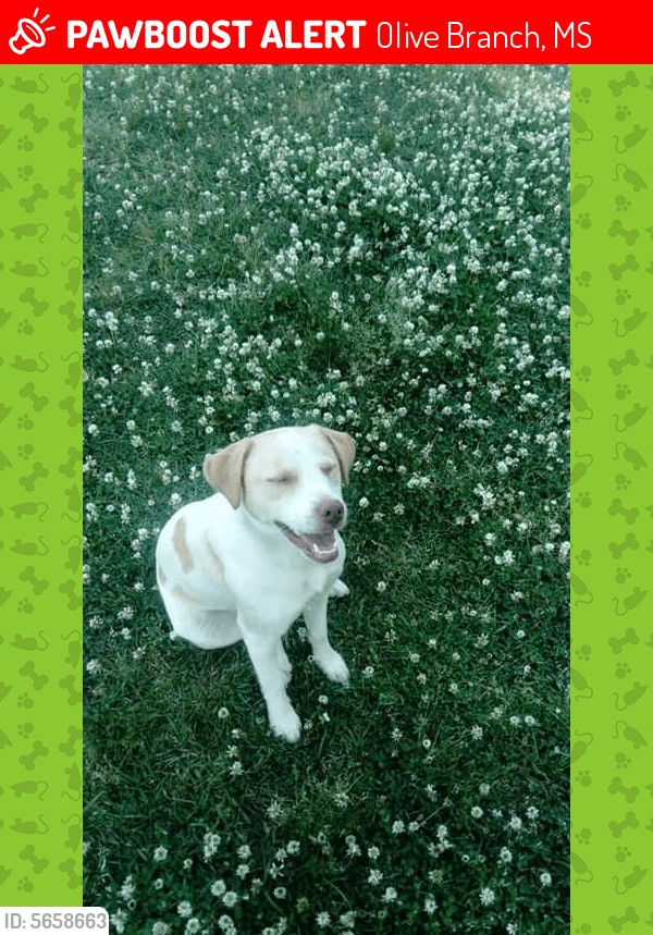 Lost Female Dog in Olive Branch, MS 38654 Named Paisley (ID 5658663