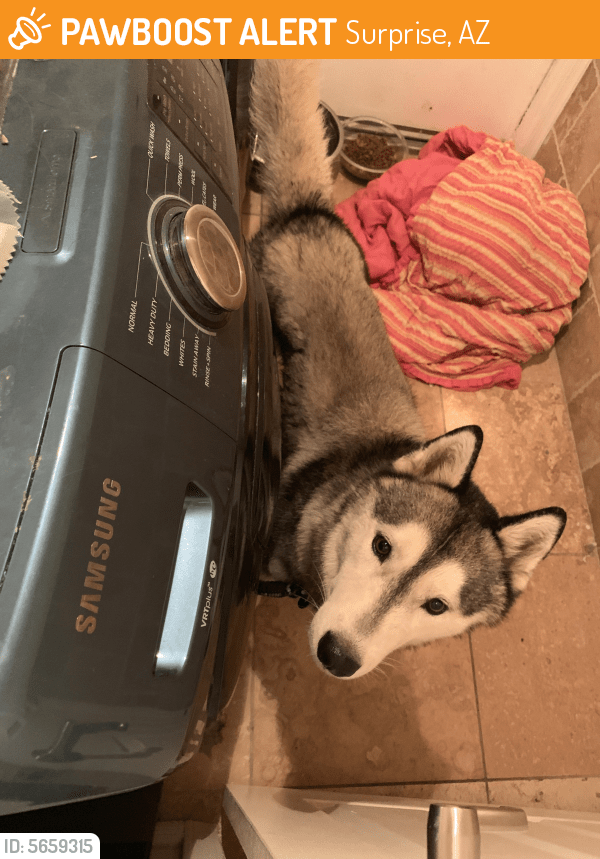 Found/Stray Male Dog in Surprise, AZ 85374 (ID 5659315) PawBoost