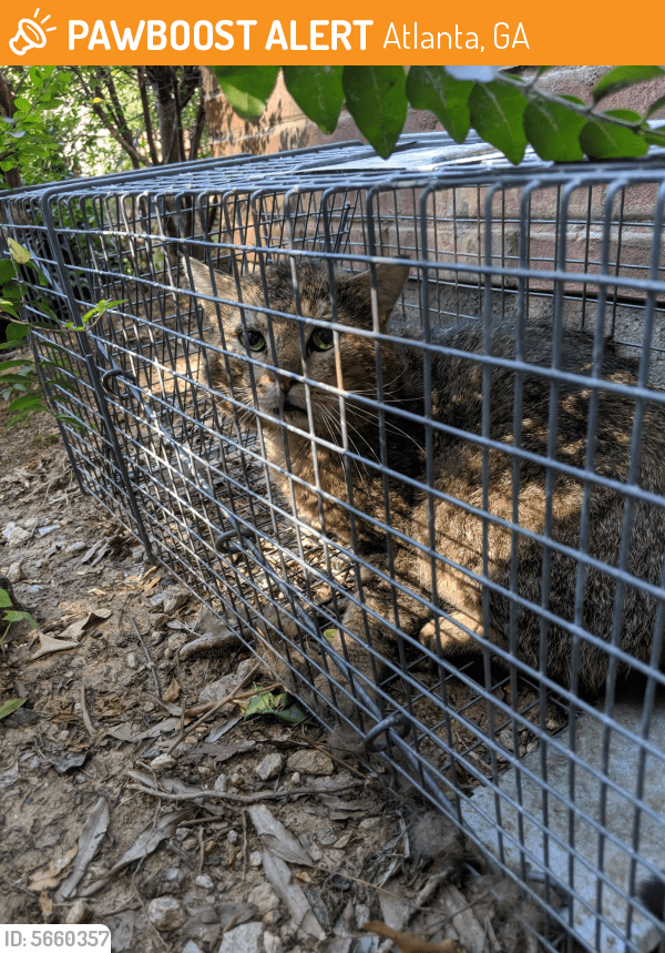 Found/Stray Cat in Atlanta, GA 30324 (ID 5660357) PawBoost