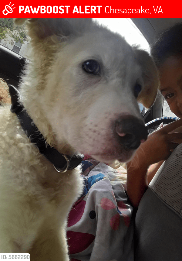 Lost Male Dog in Chesapeake, VA 23321 Named Marshmello (ID 5662290) PawBoost