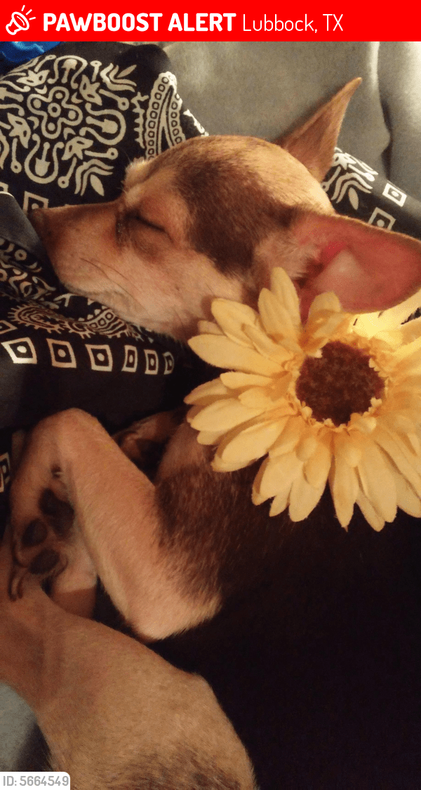 Lost Male Dog in Lubbock, TX 79411 Named Chico (ID 5664549) PawBoost