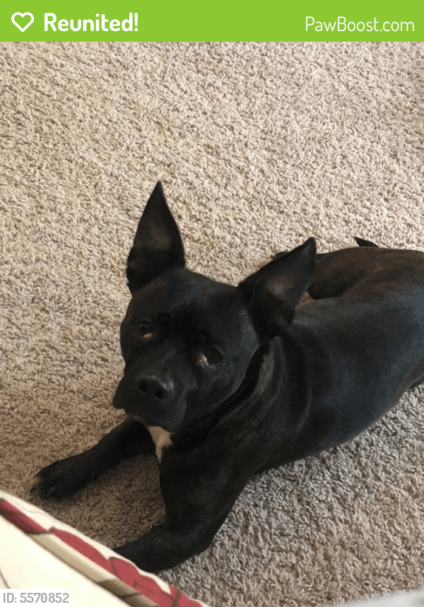 Reunited Male Dog in Athens, GA 30605 (ID 5570852) PawBoost