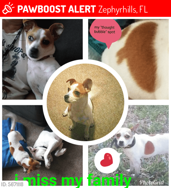 Lost Female Dog in Zephyrhills, FL 33540 Named Rita (ID 5671118