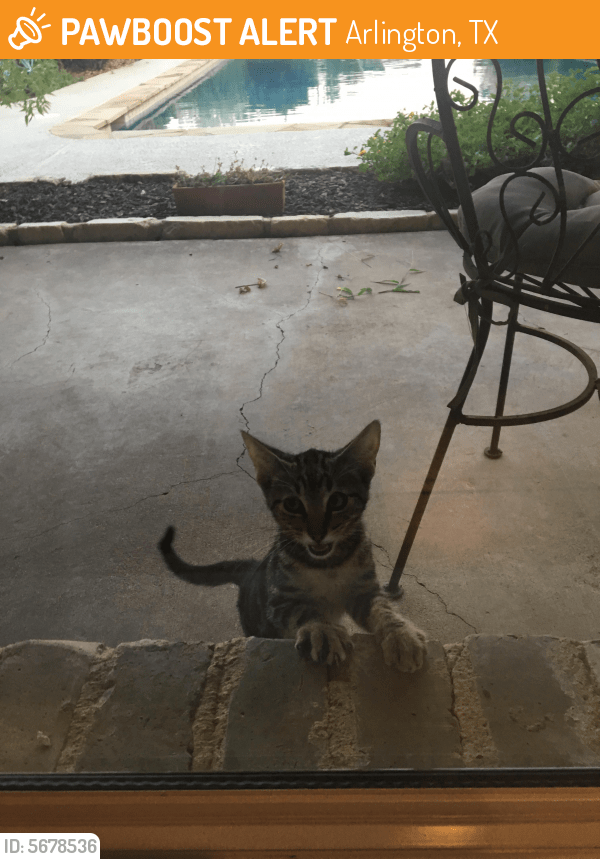 Found/Stray Male Cat in Arlington, TX 76017 (ID 5678536