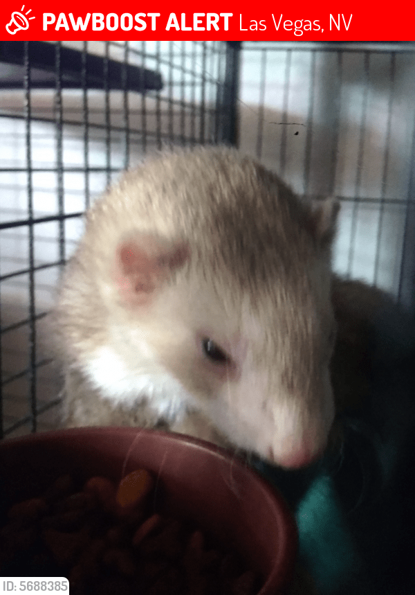Lost Male Ferret in Las Vegas, NV 89110 Named Pinky (ID 5688385