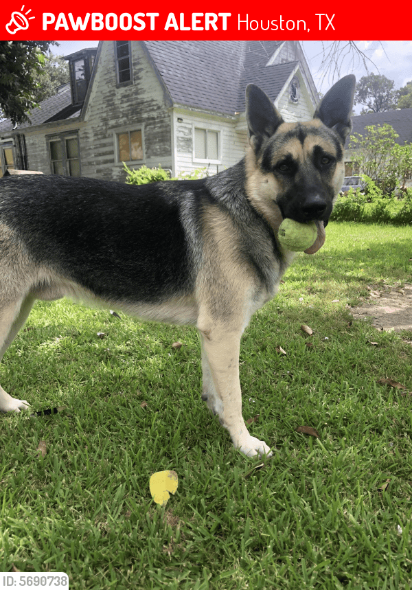Lost Female Dog in Houston, TX 77022 Named Beast (ID 5690738) PawBoost