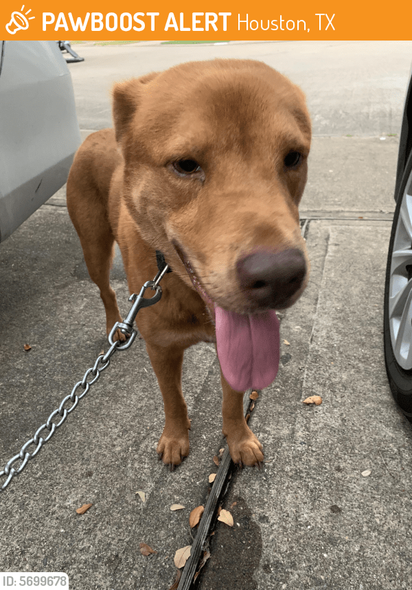 Found/Stray Male Dog in Houston, TX 77095 (ID 5699678) PawBoost